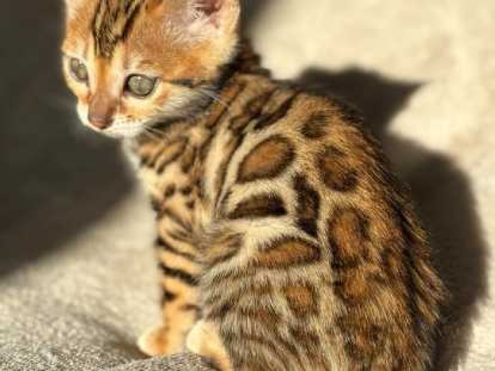 chat bengal
