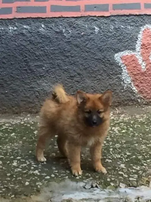 Chiots spitz japonais x papillon