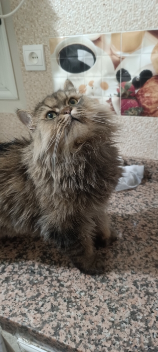 persan mâle et castré a adopté