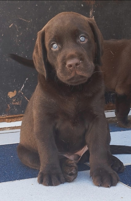 Labrador chocolat
