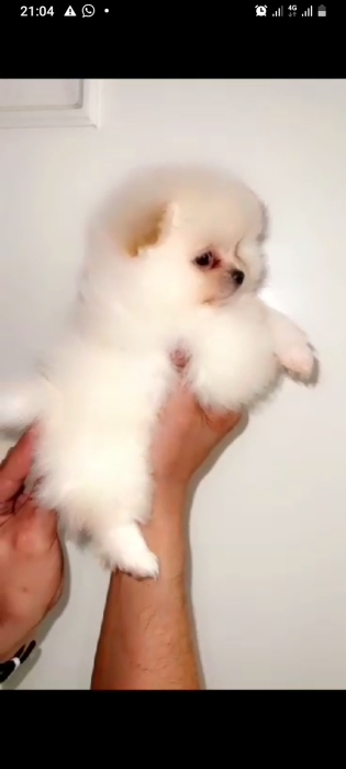 Spitz pomeranian