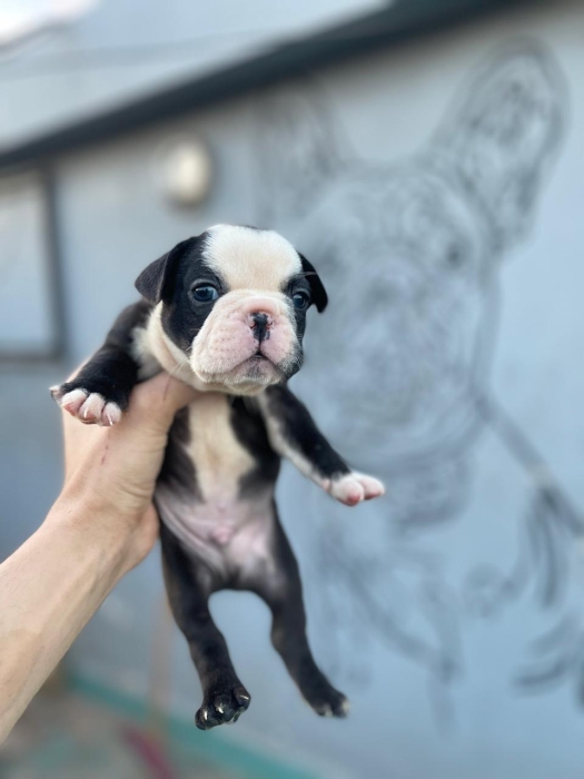 Bulldog Français exotic 🇫🇷