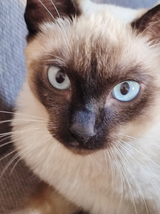 Chat siamois pure race