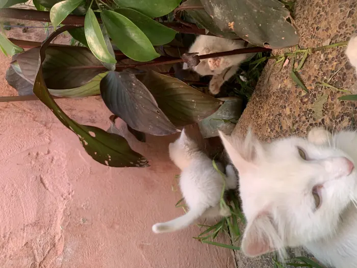 Chatons race Angora Turc à vendre