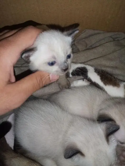 SIAMOIS pure femelle