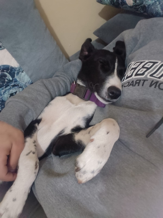 adopte un chien socialisé et stérilisé