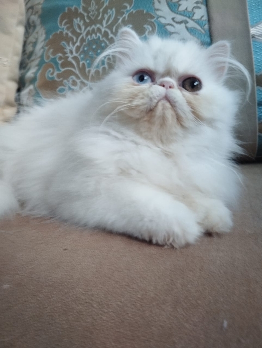 Chat Persan rare aux yeux de couleurs différentes – très affectueux