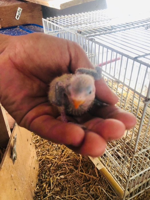 Porteure oplene iwing violet