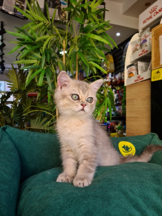 British Shorthair blue golden ay11