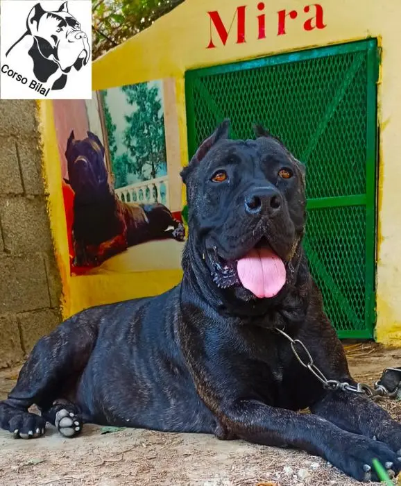 Des chiots cane corso pure race