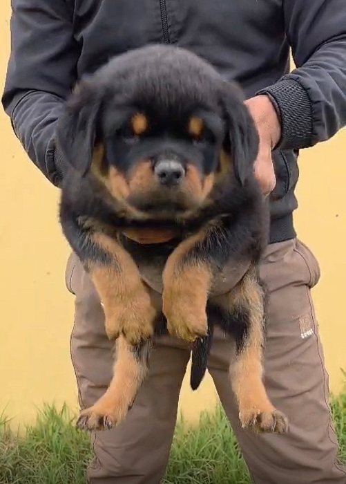 Magnifiques portée rottweiler avec pedigree
