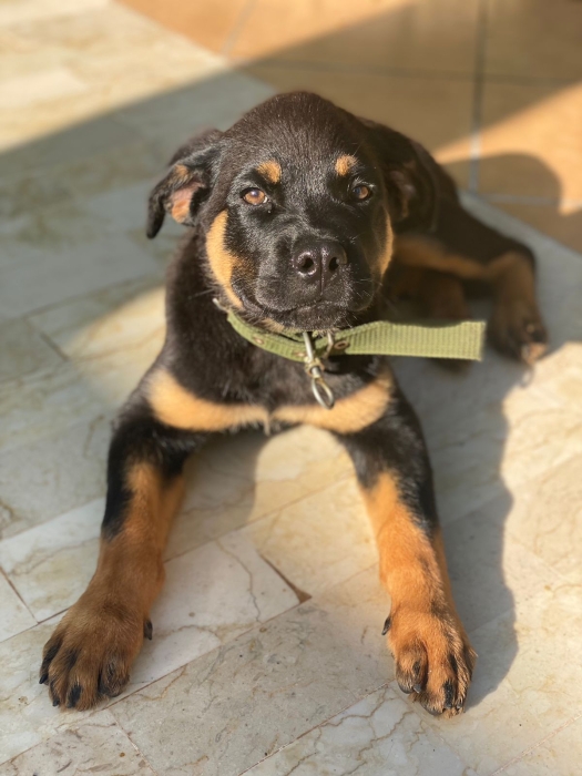 Rottweiler female 4 mois race pur