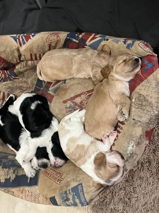 Cocker spaniel (Mâle et Femelle)