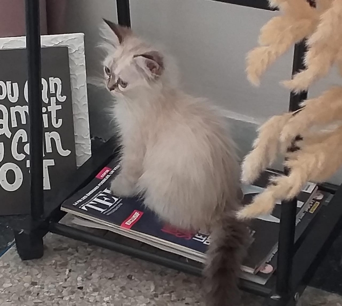 British whitesilver shorthair