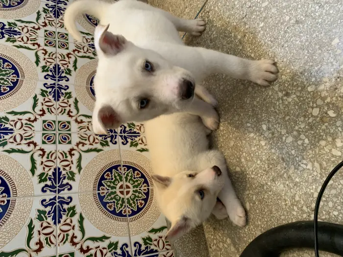 Husky sibérien blanc