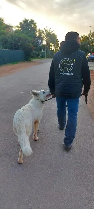 Dog walker à Casablanca et rabat