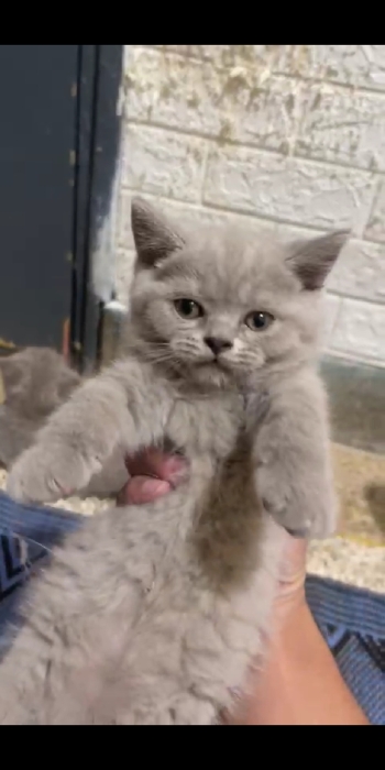 British shurt haire et skotish fold