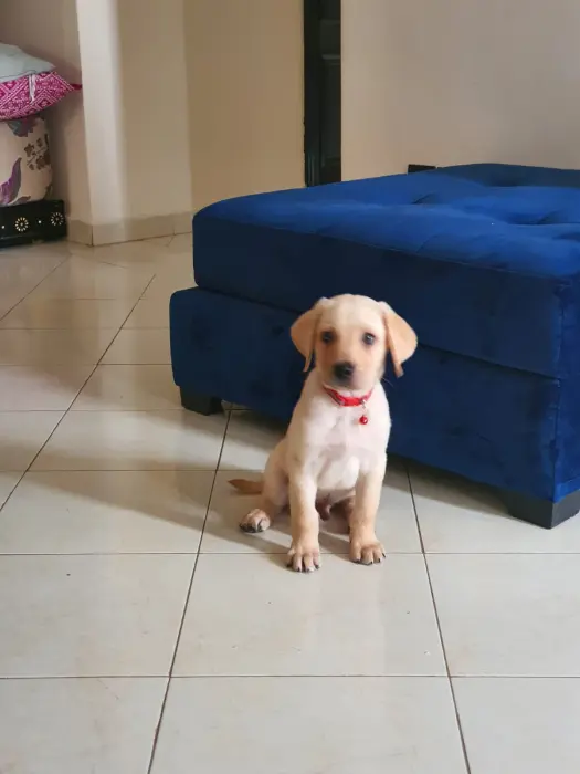 Labrador pure race premium