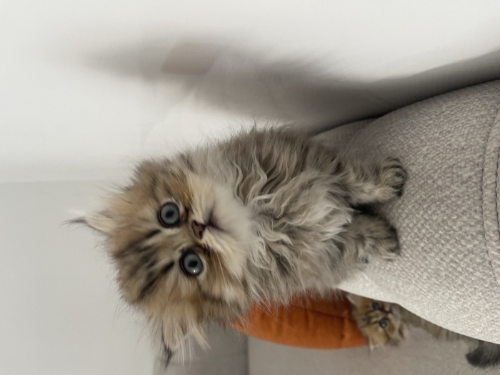 Chaton chinchilla femelle