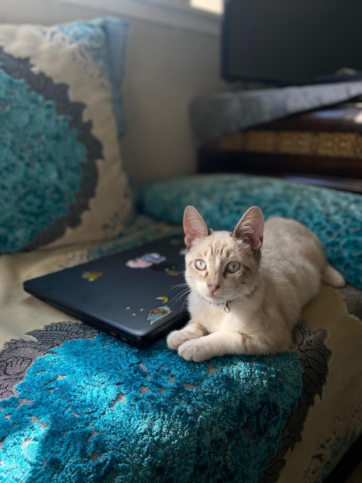 À l’adoption – Luna 🐾✨