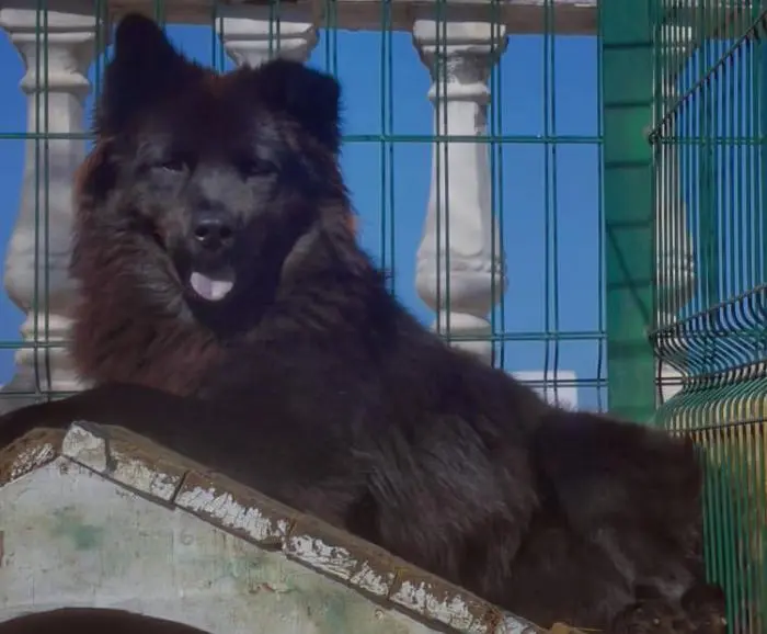 Chien akita chow chow