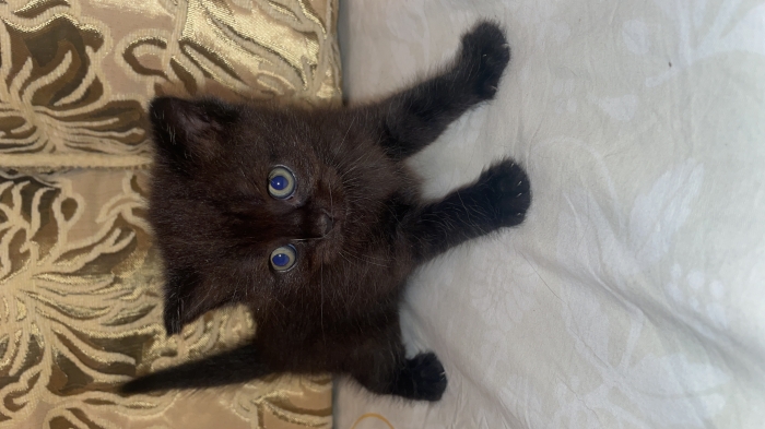 Chat male Scottish straight aux yeux cuivrés