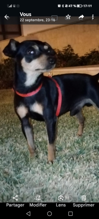Pinscher nain