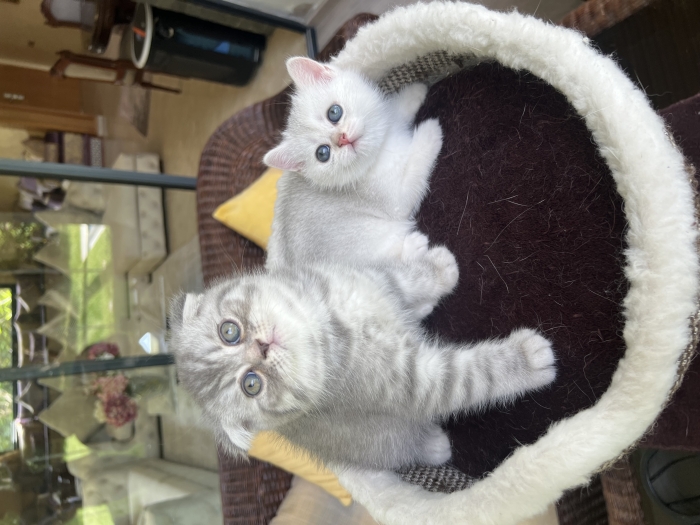 British et scottish fold