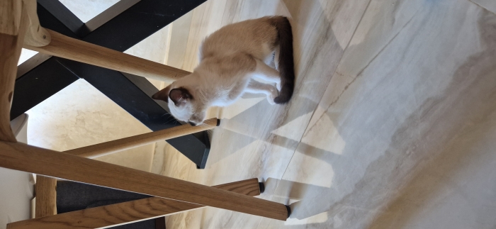 Chaton siamois vacciné