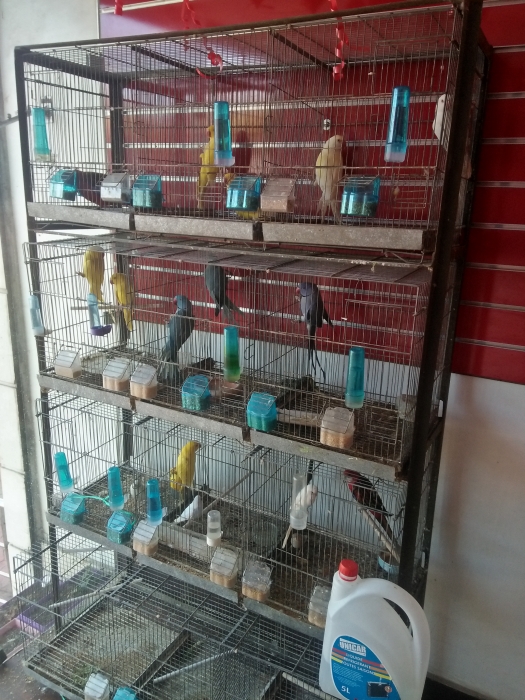 DES GRANDES PERRUCHES A VENDRE