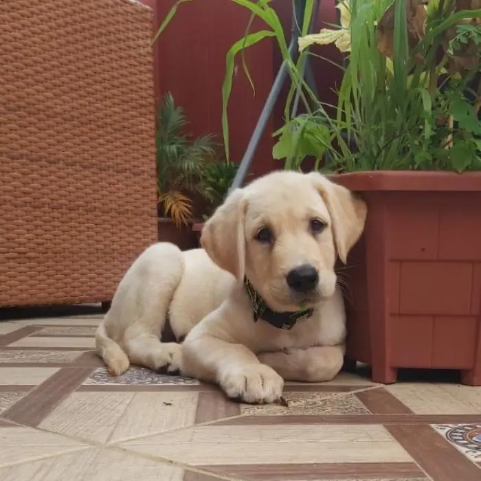 Chien labrador pedigree