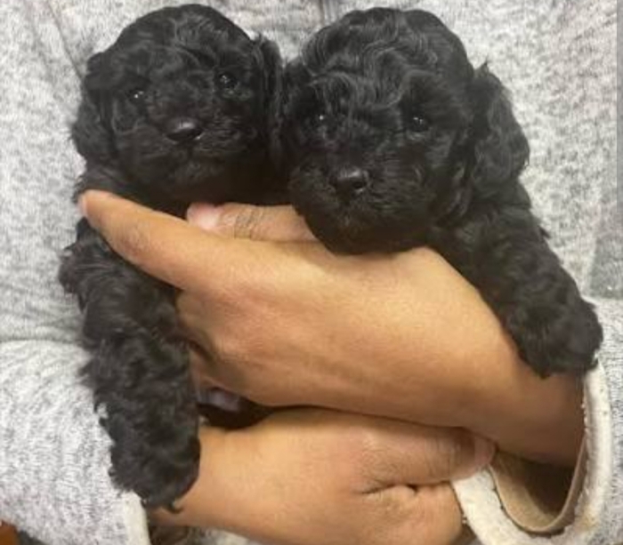 Poodle toy