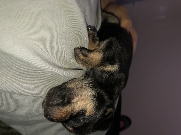 Labrador mix chiwawa