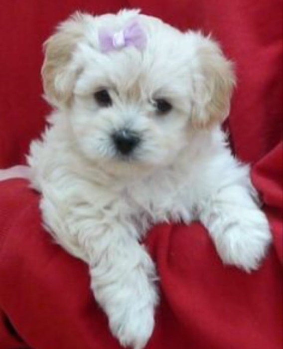 Bichon maltais
