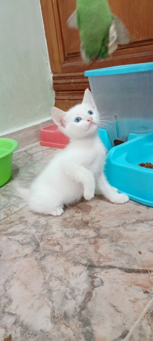 Toutes genre de chat chez nous