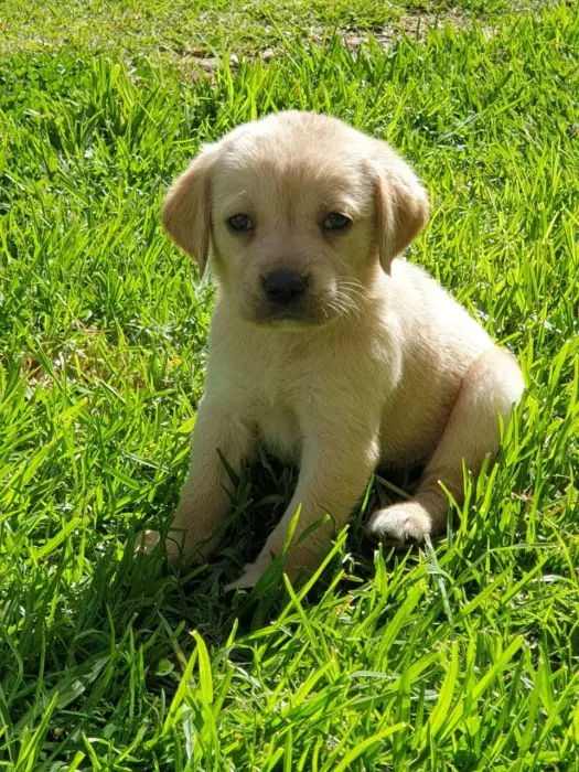 chiots labrador
