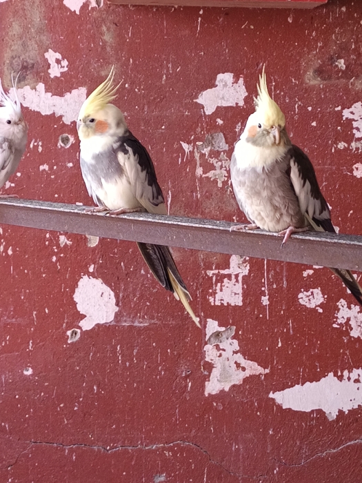 Couple calopsitte panaché