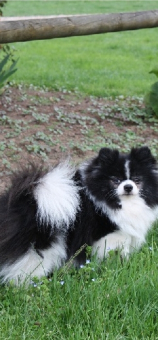 Spitz pomeranier
