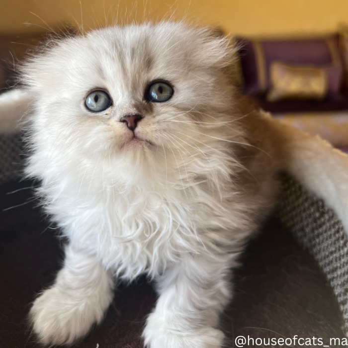 Scottish fold femelle