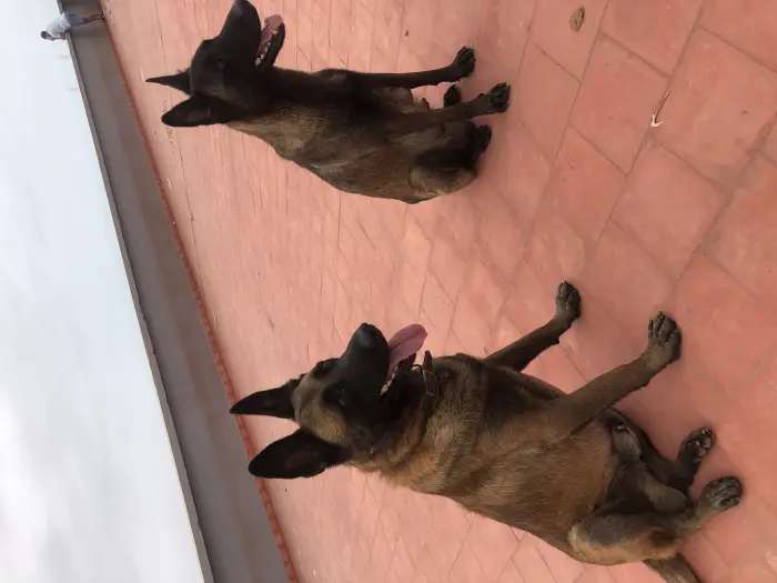 Ventes de chiots malinois 5 semaines