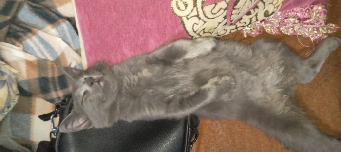 Nebelung original