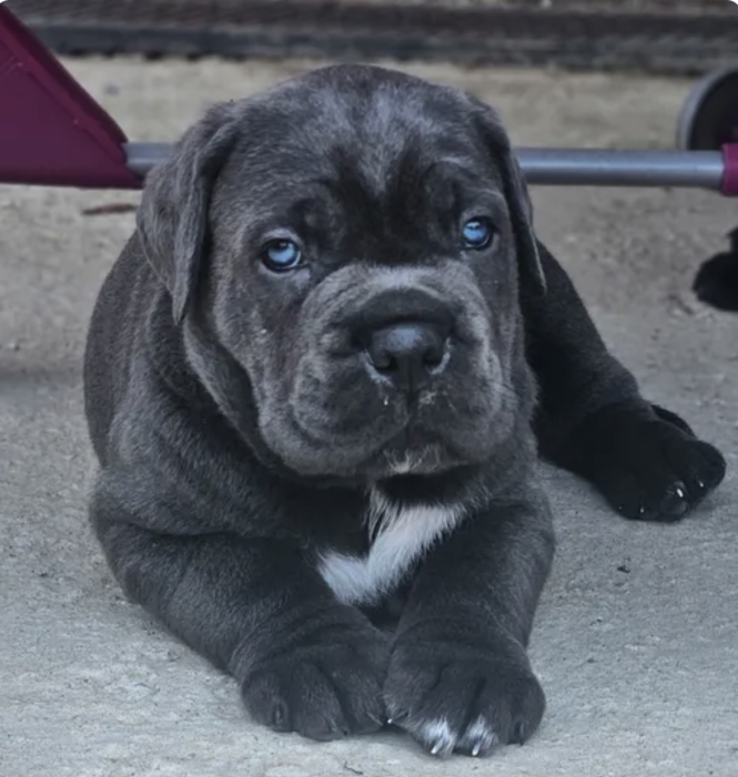 Chiots cane corso