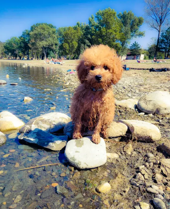 Caniche Toy avec tout documents