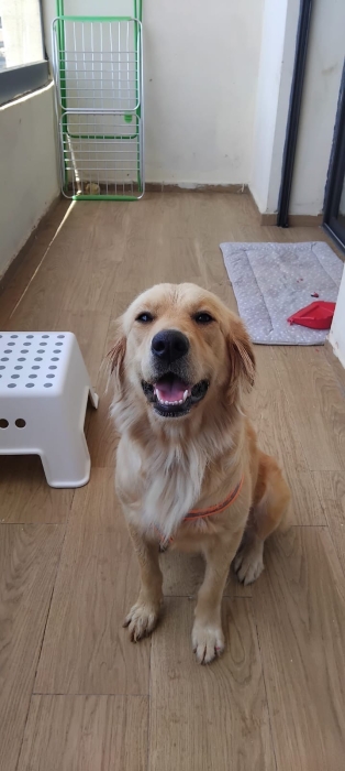 Golden retriever