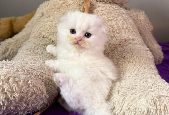 Scottish fold & Highland