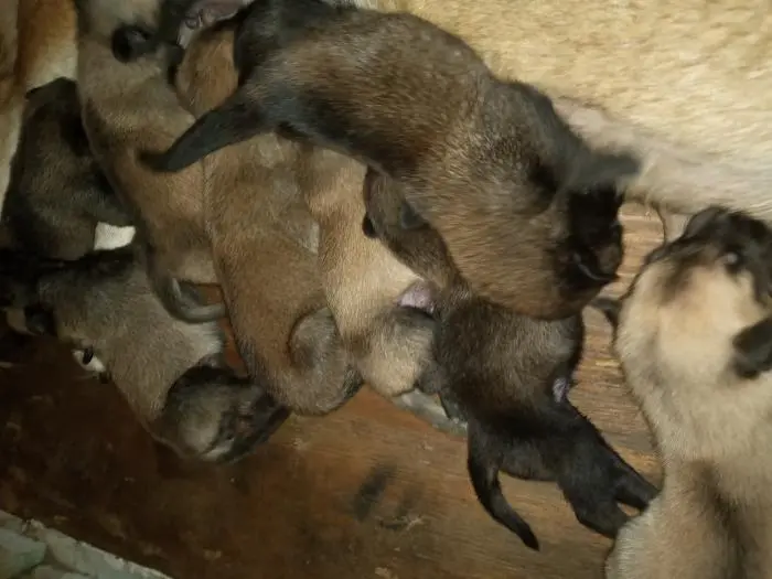 Malignois charbonné