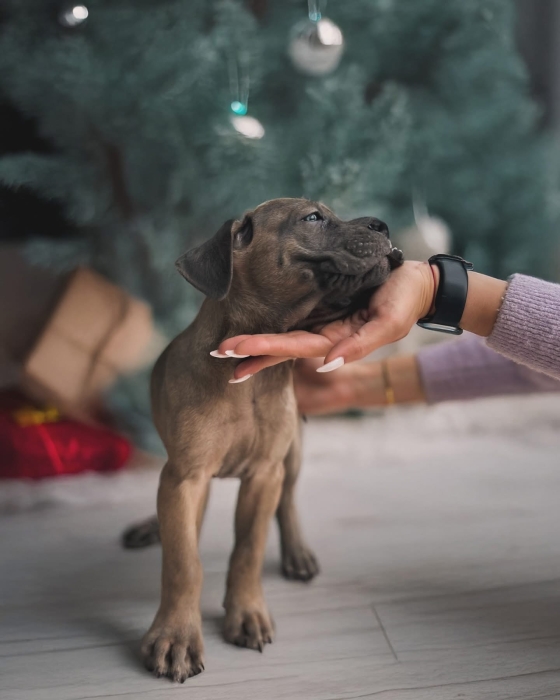 Chiots cane corso 🐾