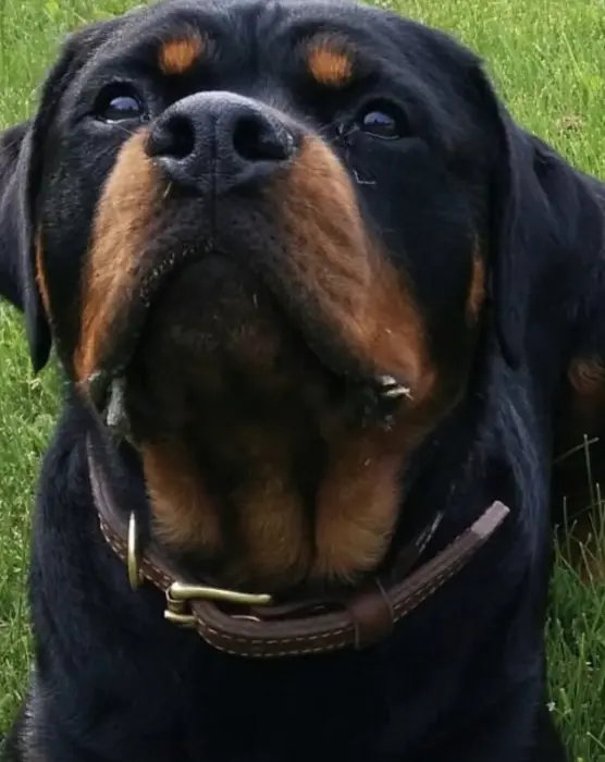 Vente deux rotteweiller  de race