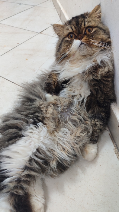 Male persan race pur 9 mois