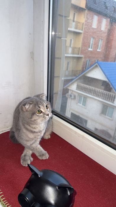 Couple Scottish fold